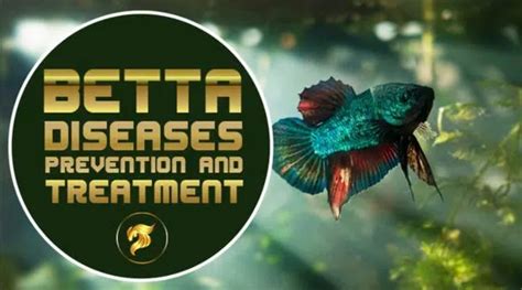 betta fish diseases with pictures|15 Common Betta Fish Diseases (With Pictures): Prevention  .